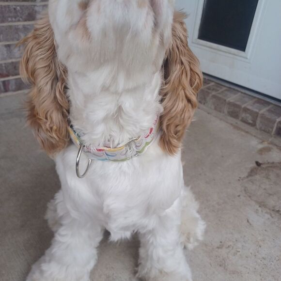 Halloween set of 3 L-XL Dog/Animal Collar Handmade - Picture 3 of 7